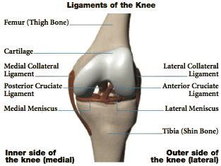 ligaments_knee