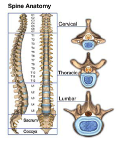 https://behzadisportsdoc.com/wp-content/uploads/2014/08/spine_anatomy.jpg
